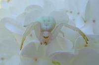 Misumena vatia