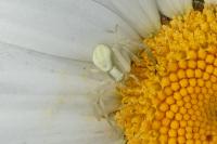 Misumena vatia