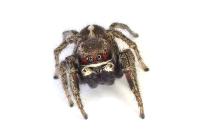 Pellenes tripunctatus