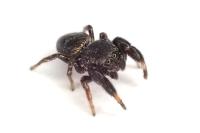 Sibianor aurocinctus