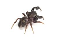 Sibianor aurocinctus