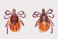 Ixodes ricinus