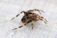 Gibbaranea bituberculata