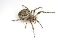 Larinioides sclopetarius