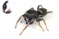 Heliophanus flavipes