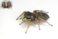 Heliophanus flavipes