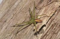 Micrommata virescens