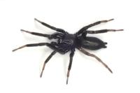 Drassyllus lutetianus