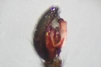 Drassyllus lutetianus