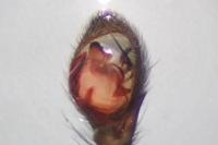 Drassyllus lutetianus