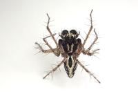 Oxyopes heterophthalmus