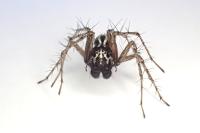 Oxyopes heterophthalmus