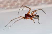 Frontinellina frutetorum