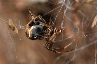 Parasteatoda lunata