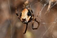 Parasteatoda lunata