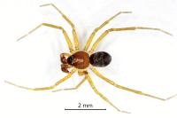 Zodarion rubidum