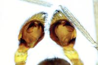 Zodarion rubidum