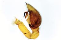Zodarion rubidum