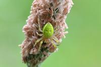 Araniella