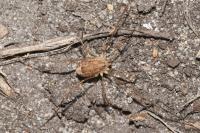 Rilaena triangularis