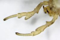 Rilaena triangularis