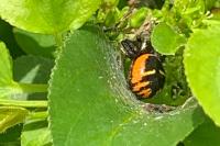 Synema globosum