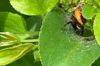 Synema globosum