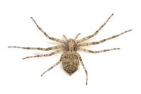 Philodromus buxi