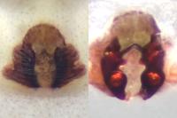 Philodromus buxi