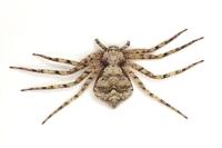 Philodromus pinetorum