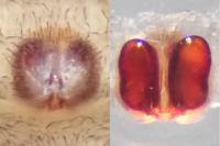 Philodromus pinetorum