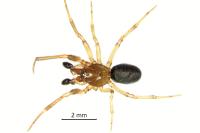 Enoplognatha thoracica