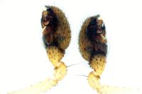 Enoplognatha thoracica