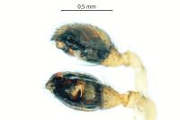 Enoplognatha thoracica