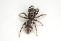 Salticus zebraneus