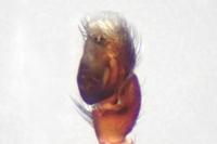Salticus zebraneus