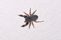 Ballus rufipes