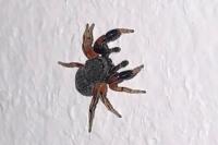 Ballus rufipes