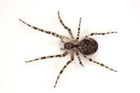 Metellina merianae