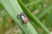 Ixodes ricinus