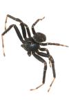 Xysticus kempeleni
