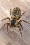 Carrhotus xanthogramma