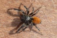 Carrhotus xanthogramma