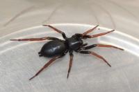 Trachyzelotes pedestris