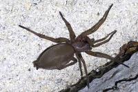Drassodes