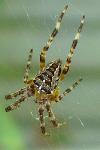 Araneus diadematus