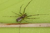Linyphia triangularis
