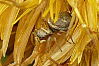Heliophanus tribulosus