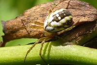 Mangora acalypha