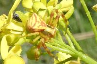 Thomisus onustus